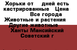   Хорьки от 35 дней есть кастрированные › Цена ­ 2 000 - Все города Животные и растения » Другие животные   . Ханты-Мансийский,Советский г.